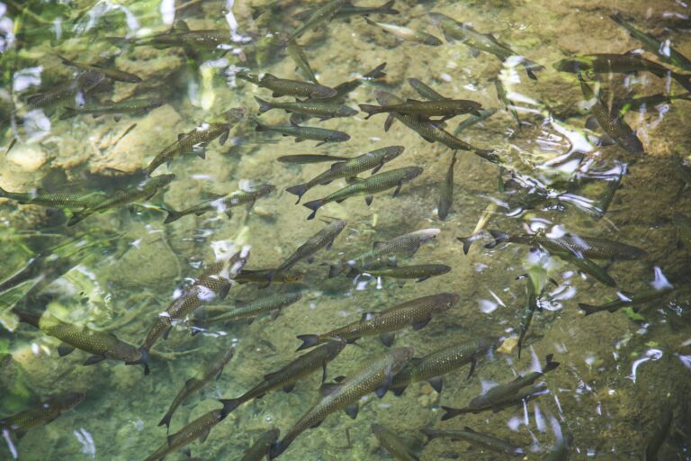 A school of Common Coarse Fish swimming close to the surface