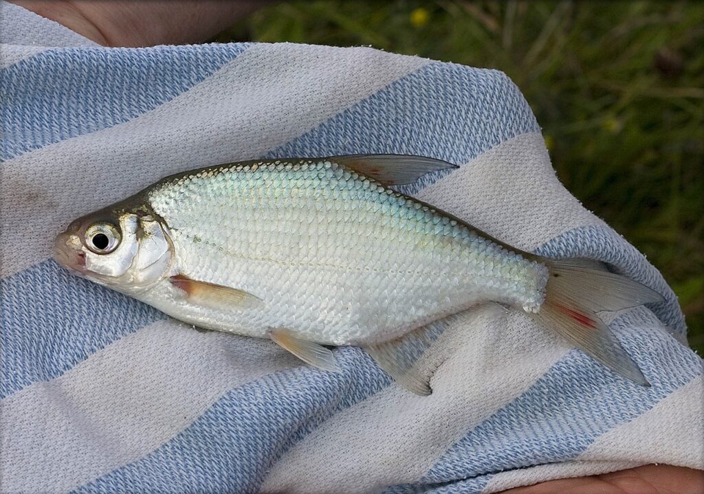 coarse fishing bream