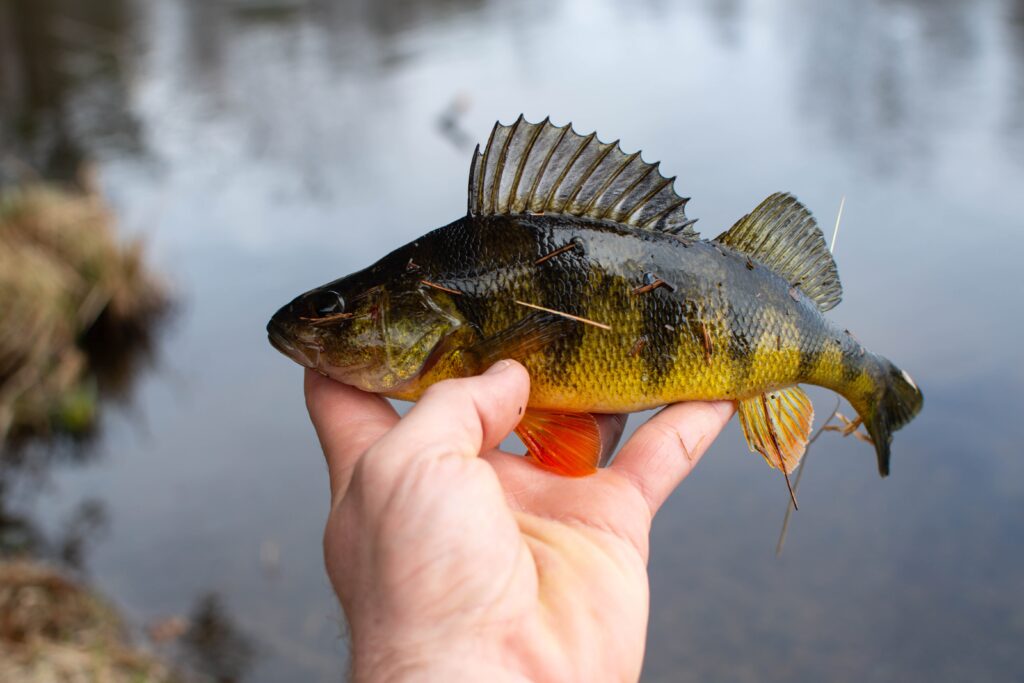 coarse fishing perch