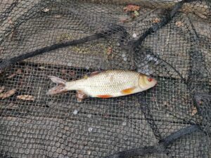 Picture of a roach in a landing net on a Roach Fishing trip